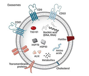 外泌体结构图 外泌体结构图