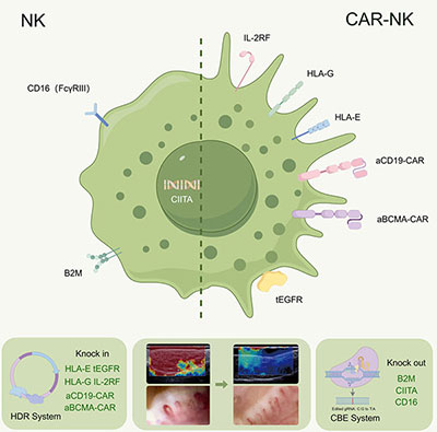 CAR-NK示意图