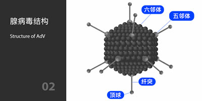 腺病毒结构 腺病毒结构