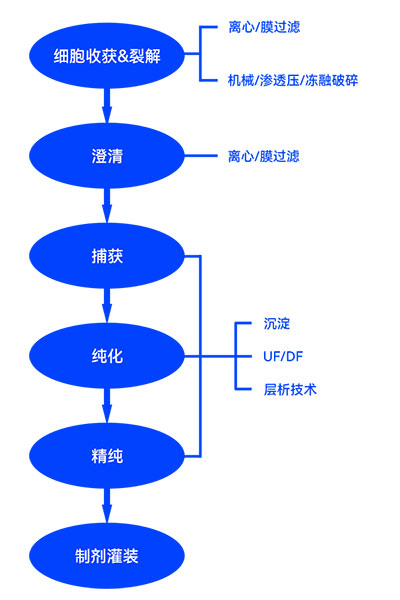 疫苗制备下游流程图 疫苗制备下游流程图